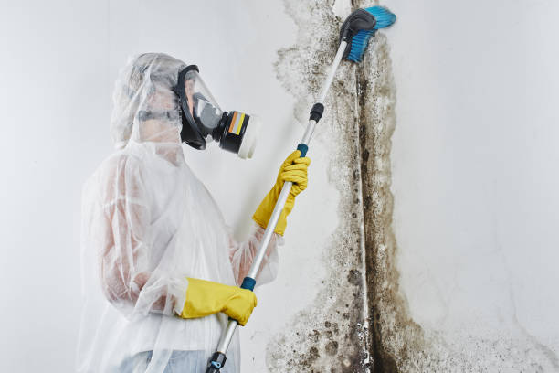 Best Fast Mold Removal  in Charlotte, MI