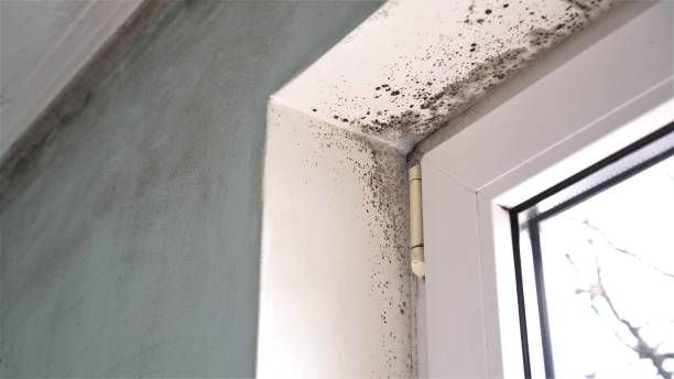 Crawl Space Mold Removal in Charlotte, MI