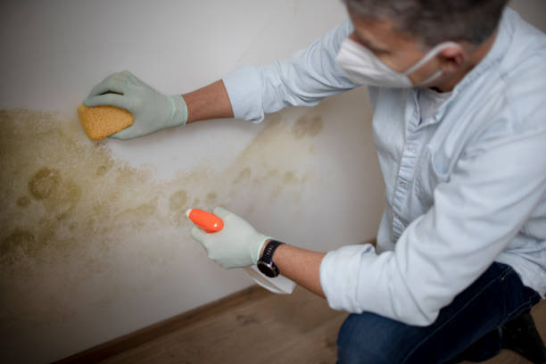 Best Best Mold Removal Companies  in Charlotte, MI