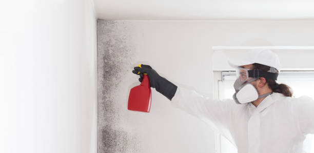 Reliable Charlotte, MI Mold Removal Solutions