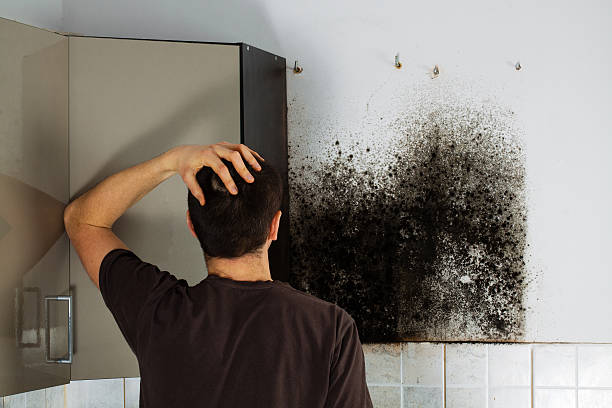 Attic Mold Removal in Charlotte, MI