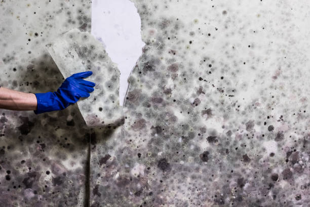 Office Mold Removal Services in Charlotte, MI