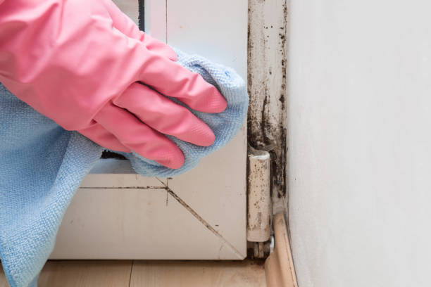 Home Mold Removal in Charlotte, MI